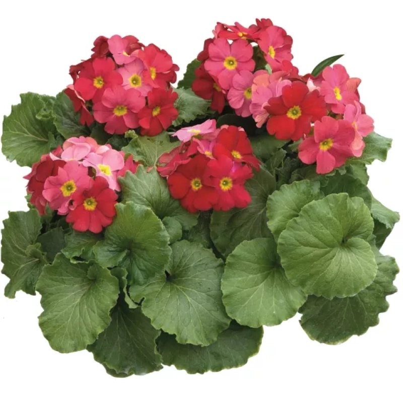 onbiray-kirmizi-2-cicektohumu-f412ea6