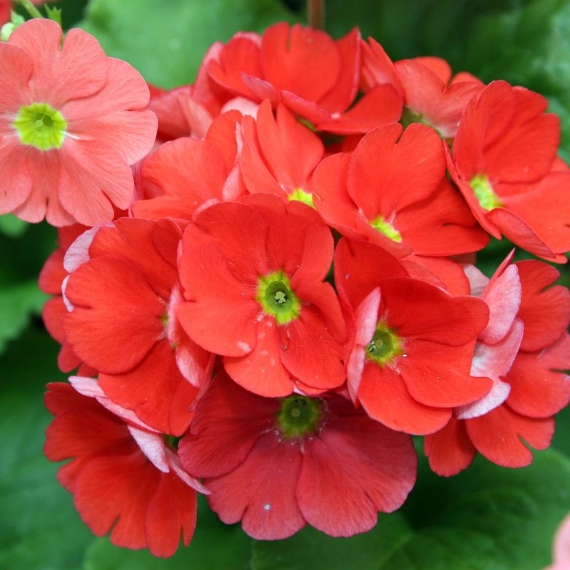onbiray-kirmizi-3-cicektohumu-f9cd58a