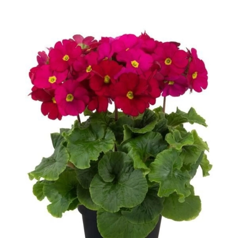 onbiray-kirmizi-4-cicektohumu-b468d9e