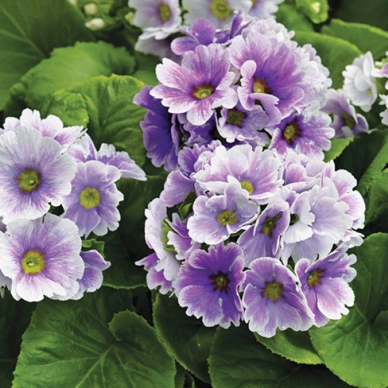 onbiray-mavi-cift-4-cicektohumu-523f888