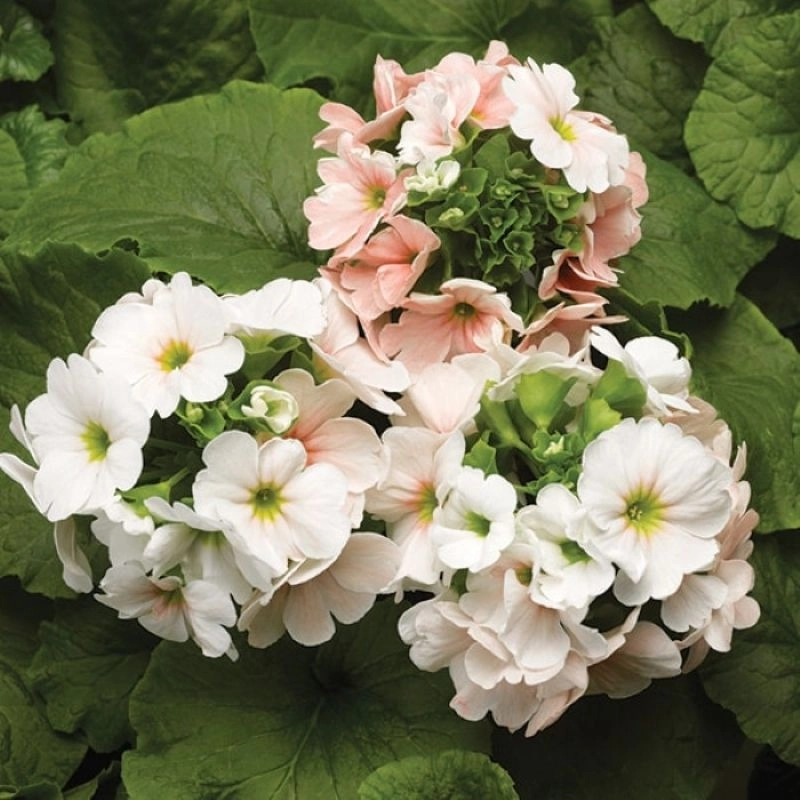 onbiray-somon-3-cicektohumu-bd5c347