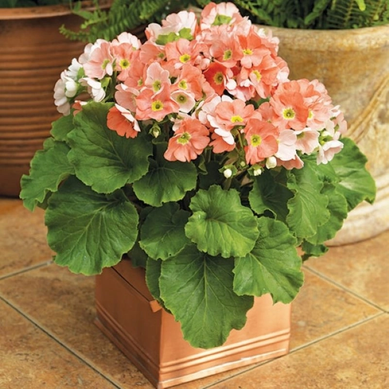 onbiray-turuncu-3-cicektohumu-8106f3c