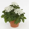 Pentas Elite Seri Beyaz Renk - Saksılık 5 Tohum