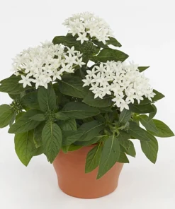 Pentas Elite Seri Beyaz Renk - Saksılık 5 Tohum