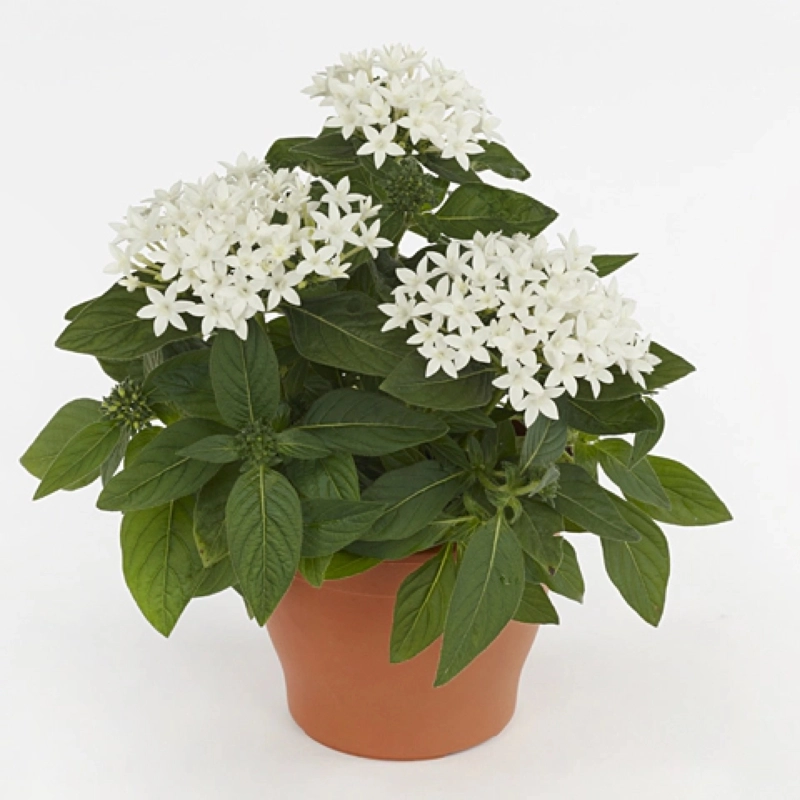 Pentas Elite Seri Beyaz Renk - Saksılık 5 Tohum Pentas Elite Seri Beyaz Renk - Saksılık 5 Tohum