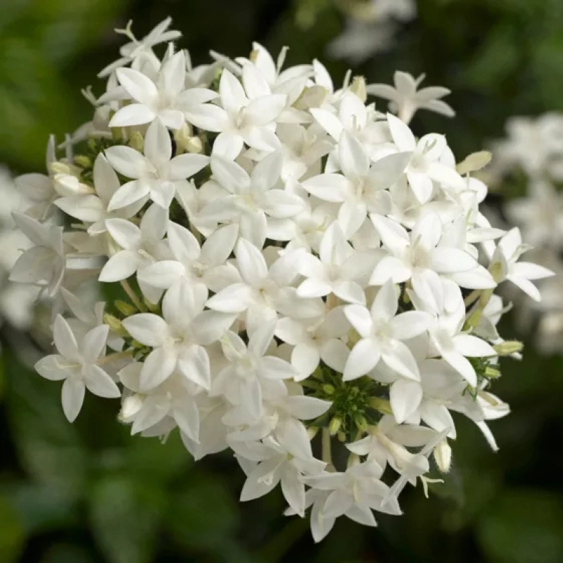 pentas-beyaz-2-cicektohumu-51dad25