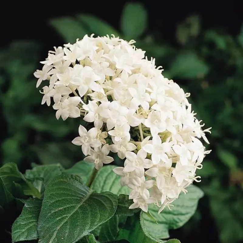 pentas-beyaz-3-cicektohumu-6b2af13