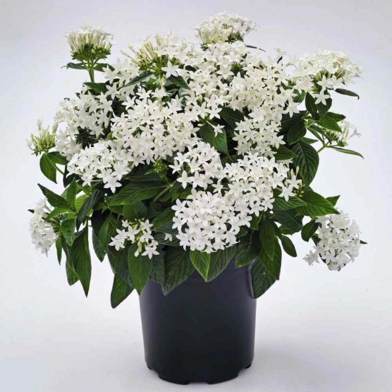 pentas-beyaz-4-cicektohumu-05c4971