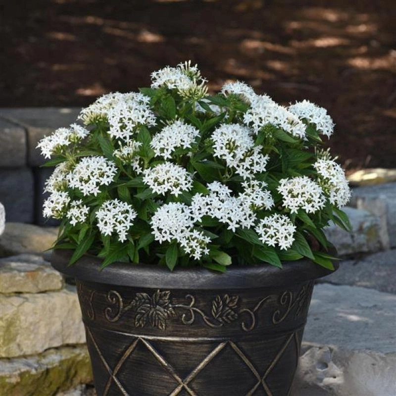 pentas-beyaz-5-cicektohumu-37785af