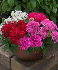Pentas Elite Seri Karışık Renk - Saksılık 5 Tohum