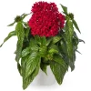 Pentas Elite Seri Kırmızı Renk - Saksılık 5 Tohum