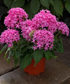 Pentas Elite Seri Pembe Renk - Saksılık 5 Tohum