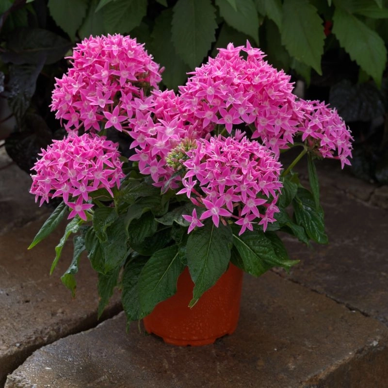 Pentas Elite Seri Pembe Renk - Saksılık 5 Tohum Pentas Elite Seri Pembe Renk - Saksılık 5 Tohum