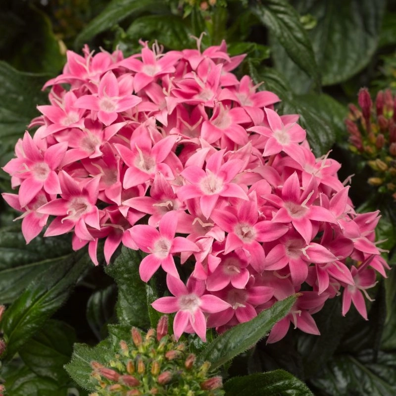 pentas-pembe-2-cicektohumu-28ede13