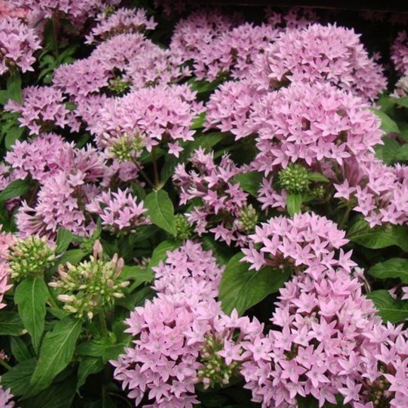 pentas-pembe-3-cicektohumu-2213cc3