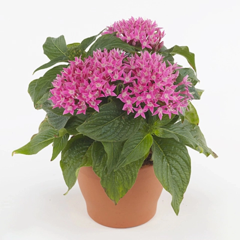 pentas-pembe-4-cicektohumu-af05d74
