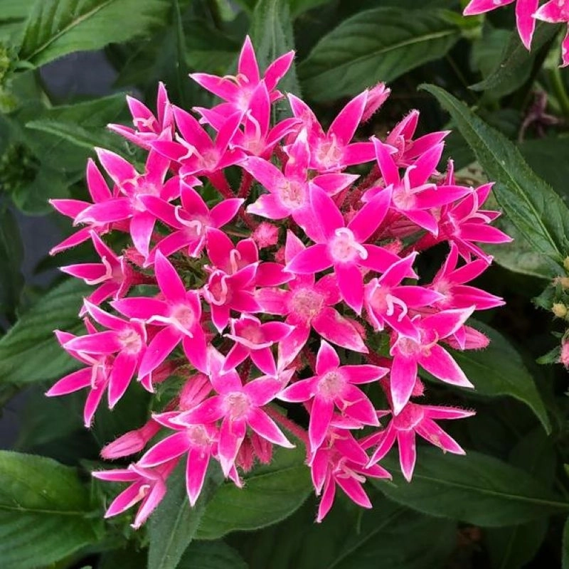 pentas-pembe-5-cicektohumu-0c384c1