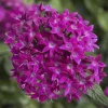 Pentas Elite Seri Viyolet Renk - Saksılık 5 Tohum