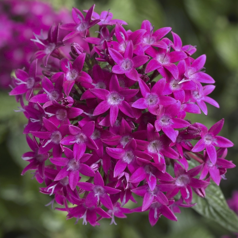 Pentas Elite Seri Viyolet Renk - Saksılık 5 Tohum Pentas Elite Seri Viyolet Renk - Saksılık 5 Tohum