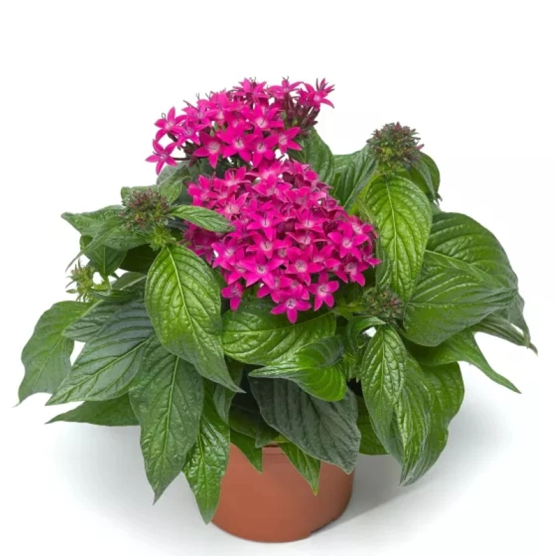 pentas-viyolet-2-cicektohumu-528b52f