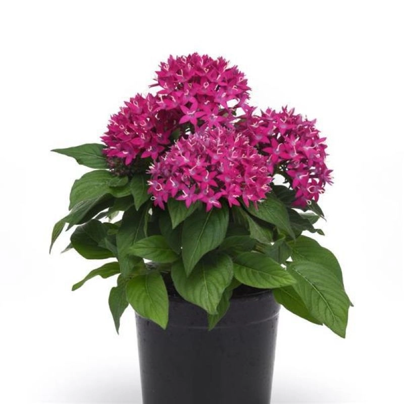 pentas-viyolet-3-cicektohumu-90b277f