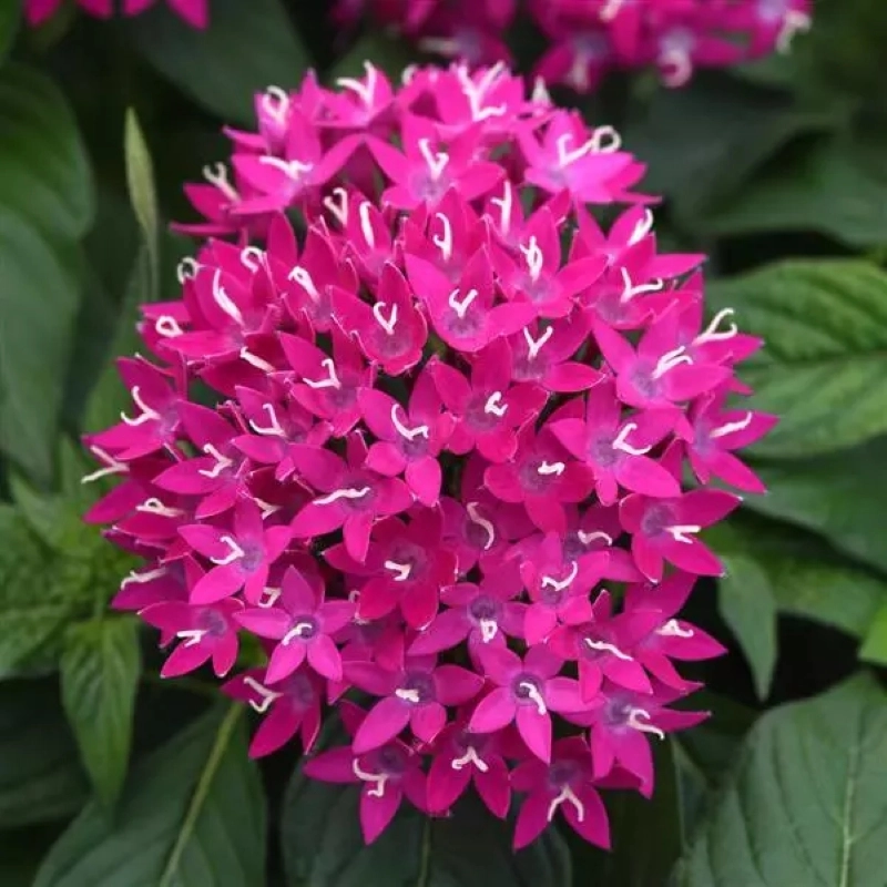 pentas-viyolet-4-cicektohumu-756f501