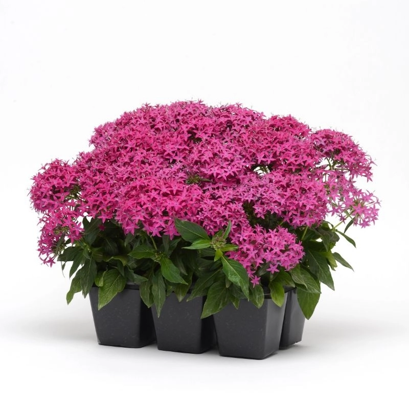 pentas-viyolet-5-cicektohumu-ad49eca