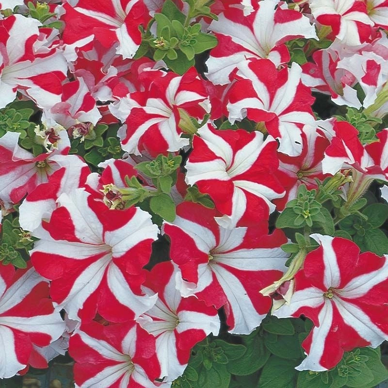 petunya-yildiz-3-cicektohumu-6384473