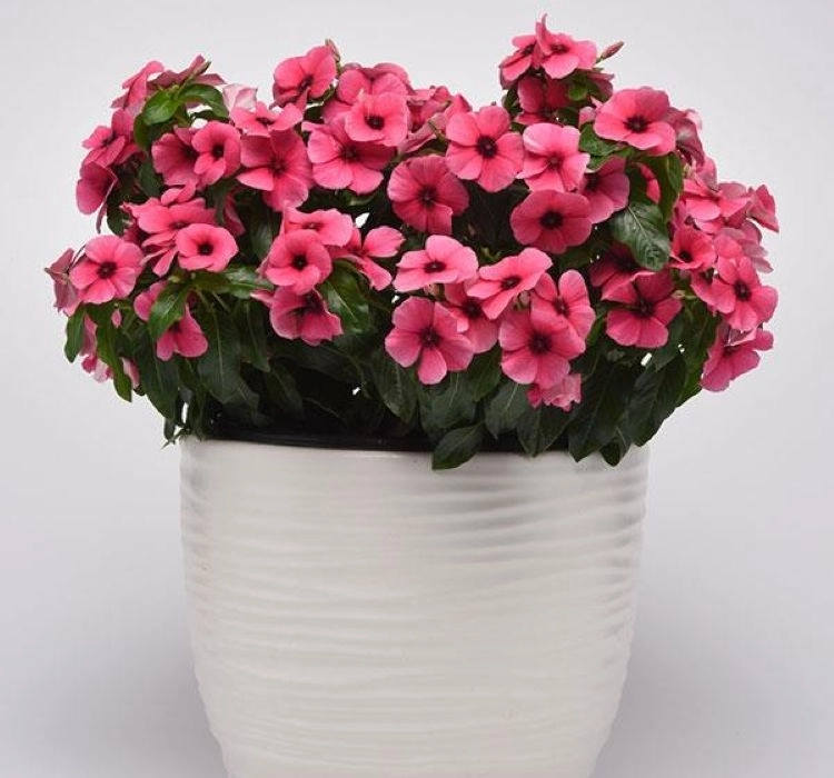 rozet-rasberry-2-cicek-tohumlari-7869fb0