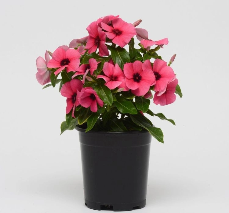 rozet-rasberry-5-cicek-tohumlari-827bed0