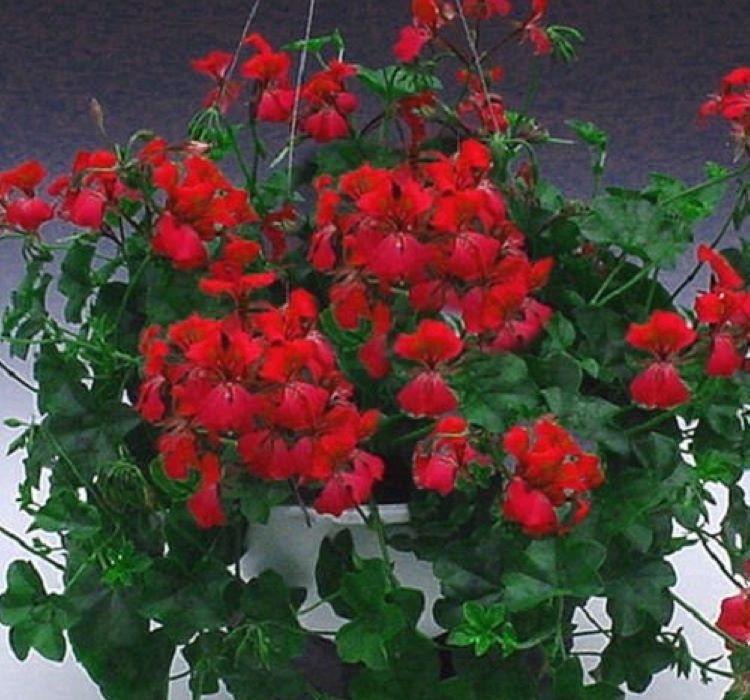 sakiz-sardunya-kirmizi-5-cicek-tohumlari-3d8e62d