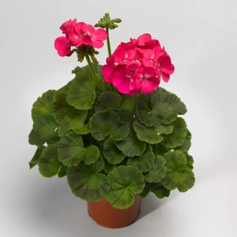 sardunya-l-pembe-2-cicektohumu-3a46cad