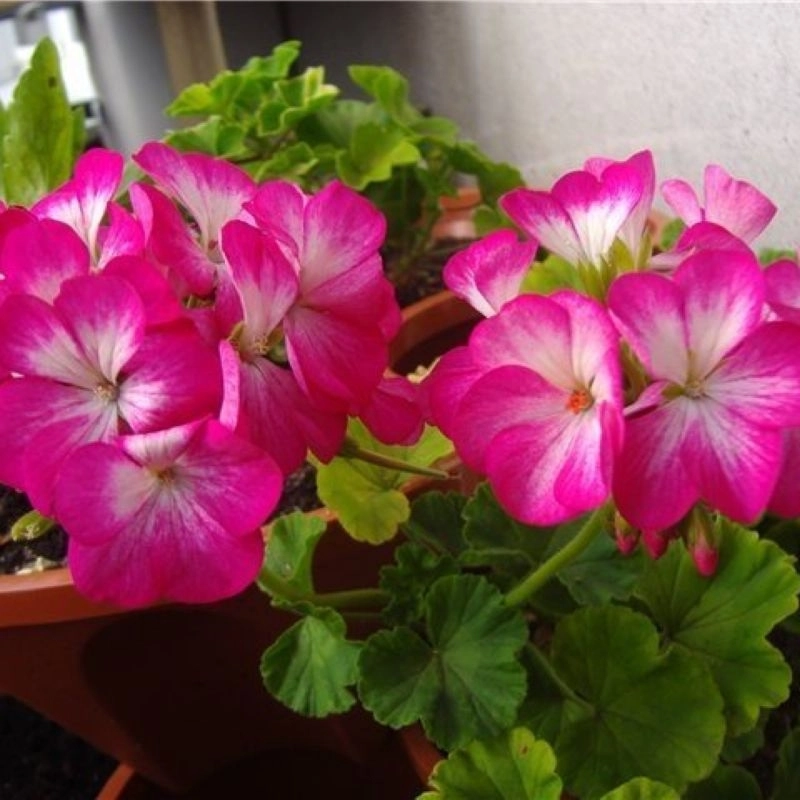 sardunya-l-pembe-3-cicektohumu-87f3cc7