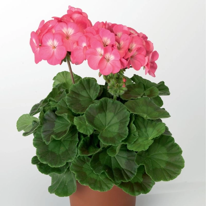 sardunya-l-pembe-4-cicektohumu-f26e9b6