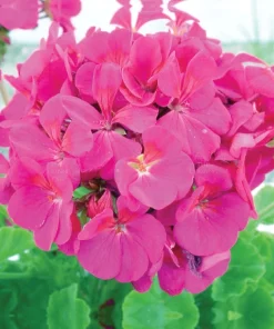 Sardunya Antik Seri Pembe Renk - Saksılık 5 Tohum