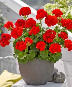 Sardunya Antik Seri Scarlet Renk - Saksılık 5 Tohum
