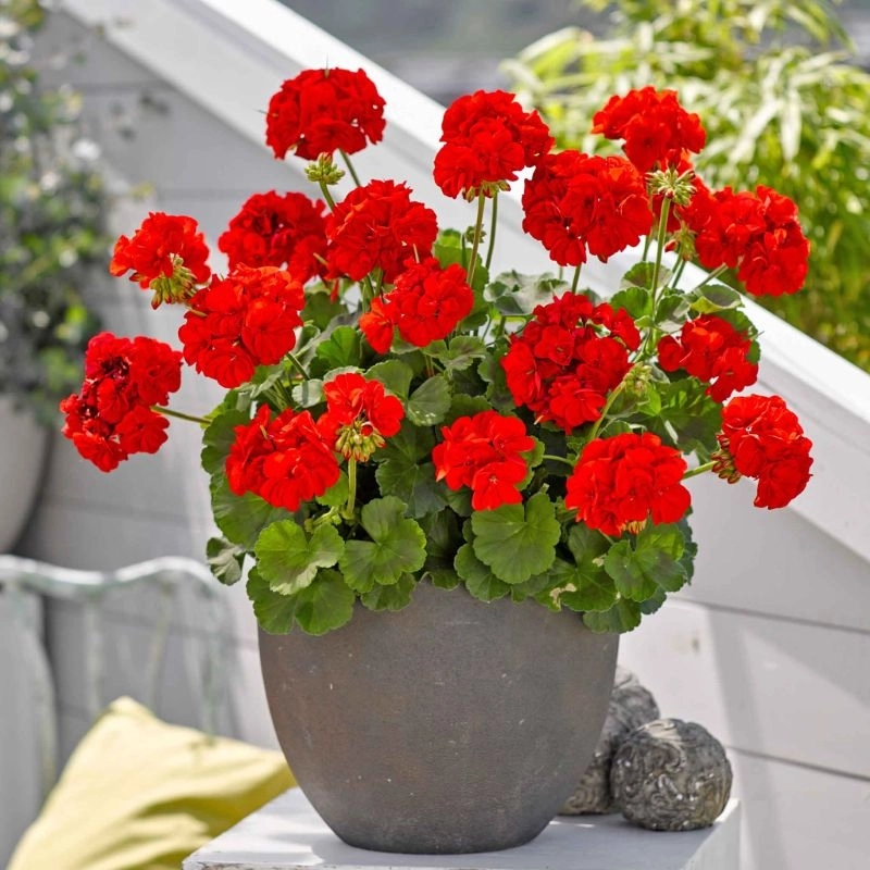 Sardunya Antik Seri Scarlet Renk - Saksılık 5 Tohum Sardunya Antik Seri Scarlet Renk - Saksılık 5 Tohum