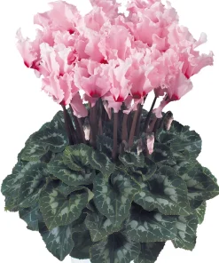 Siklamen Dalgalı Kenar Pembe Renk - Saksılık 5 Tohum