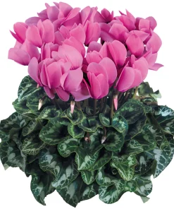 Siklamen Rose Renk - Saksılık 5 Tohum