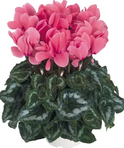 Siklamen Somon Renk - Saksılık 5 Tohum