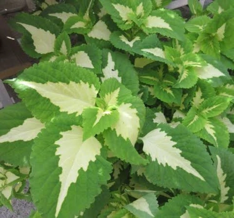 Yaprak Güzeli Tohumu Green Halo - Büyük Boy 5 Tohum Yaprak Güzeli Tohumu Green Halo - Büyük Boy 5 Tohum