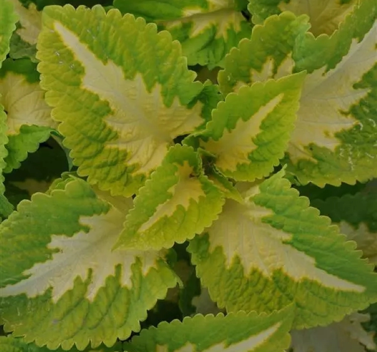 yaprak-guzeli-green-2-cicek-tohumlari-cd79c2a