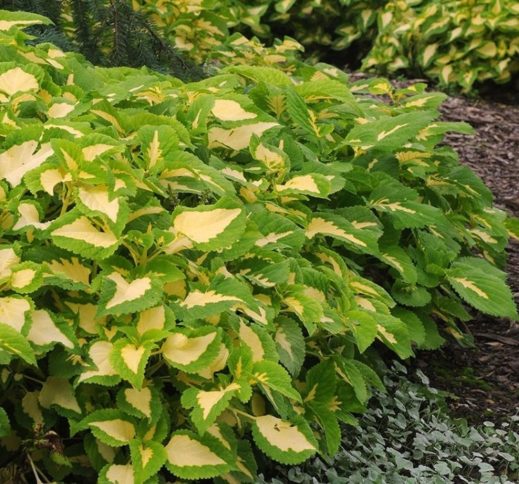 yaprak-guzeli-green-3-cicek-tohumlari-1a6cbca