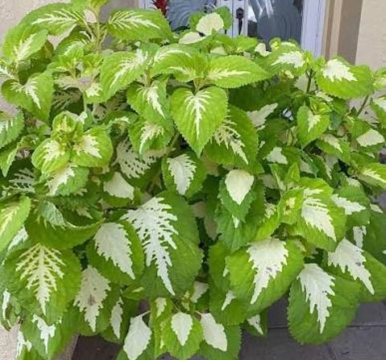 yaprak-guzeli-green-5-cicek-tohumlari-aa63469