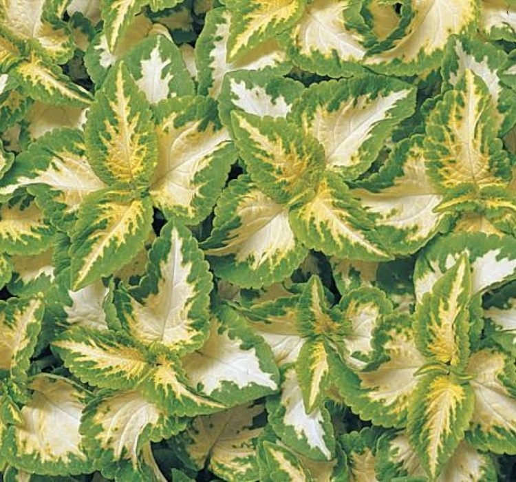 Yaprak Güzeli Tohumu Jade - Saksılık 10 Tohum Yaprak Güzeli Tohumu Jade - Saksılık 10 Tohum