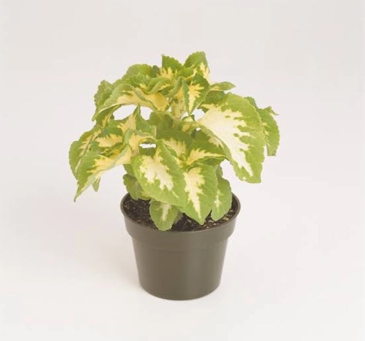 yaprak-guzeli-jade-02-cicek-tohumlari-892ab73