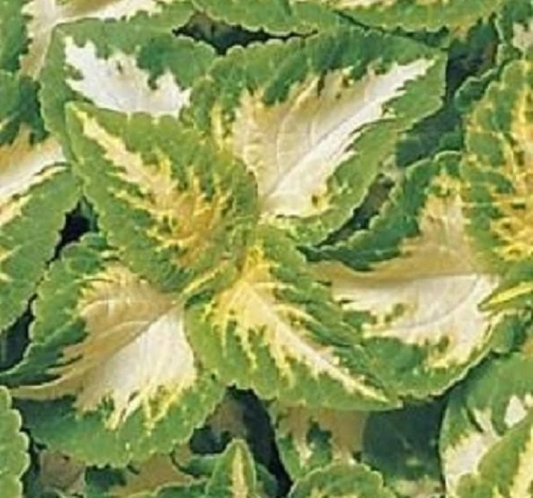 yaprak-guzeli-jade-03-cicek-tohumlari-ac5a4a6