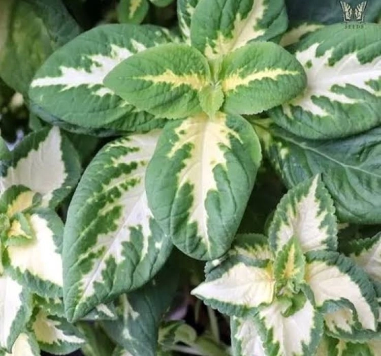 yaprak-guzeli-jade-04-cicek-tohumlari-f62d3af