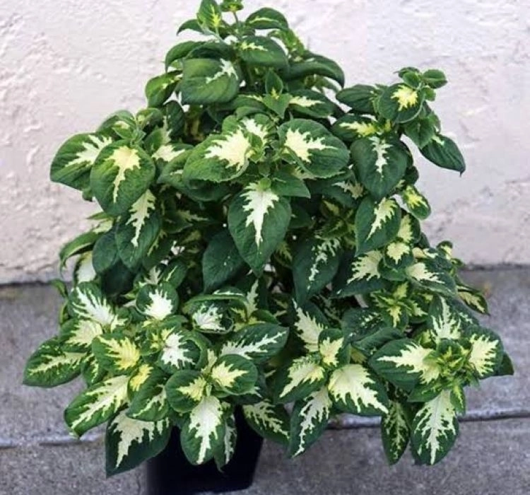 yaprak-guzeli-jade-05-cicek-tohumlari-2e8df11