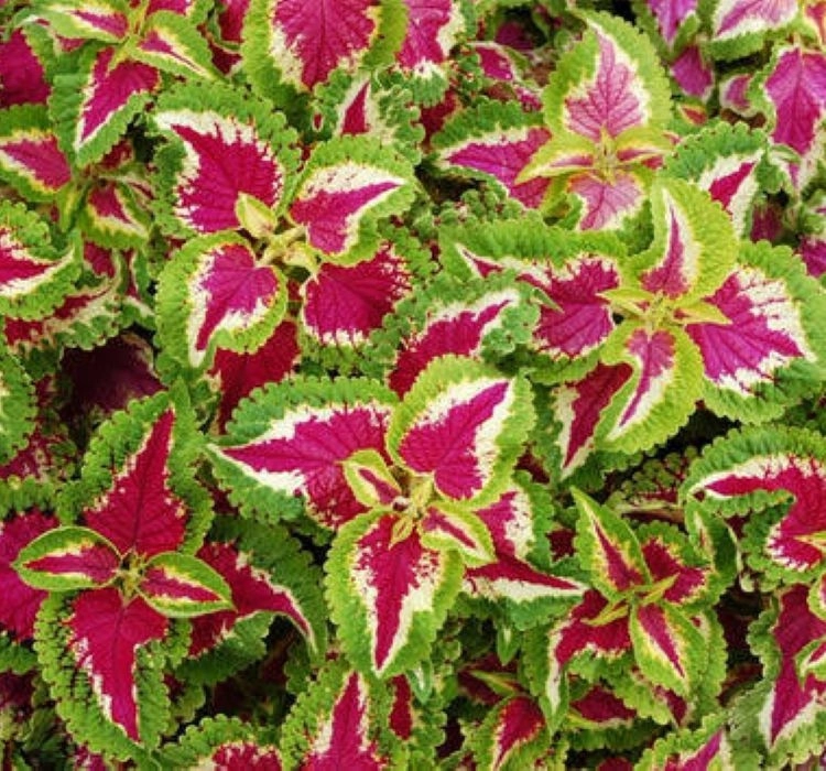 yaprak-guzeli-rose-3-cicek-tohumlari-7b7c4d0